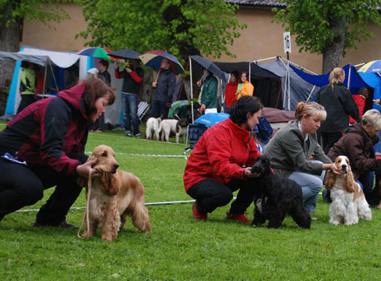 Dragongrdens Kennel